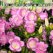 Campanula Medium 'Champion Pink', Canterbury Bells 'Champion Pink', Cup und Untertasse 'Champion Pink', Coventry Bells 'Champion Pink', rosa Blüten