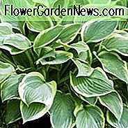 Hosta Fortunei var. Aureomarginata, Goldschnitt-Wegerich-Lilie, Hosta Fortunei var. Obscura 'Aureomarginata', Hosta 'Aureomarginata' (Fortunei), Hosta 'Obscura Marginata' (Fortunei), Hosta 'Yellow Edge', Schatten Stauden, Pflanzen für Schatten, Hosta 'Gold Crown'