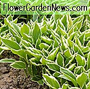 Hosta Fortunei var. Hyacinthina, Hyazinthen-Lilie, Hosta 'Hyacinthina', Schatten-Stauden, Pflanzen für Schatten, bunte Hosta, bunte Wegerich-Lilie, Hosta 'Fortunei Hyacinthina'