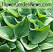 Hosta Gracillima, Wegerich-Lilie, Hosta longipes var. Gracillima, Schatten Pflanze, Schatten Staude, Hime Iwa Giboshi