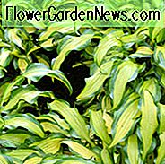 Hosta First Mate, Bunte Wegerich Lilie, Wegerich Lily 'First Mate', Schatten Stauden, Pflanzen für den Schatten