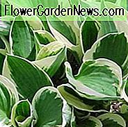 Hosta Patriot, Bunte Wegerich Lilie, Wegerich Lilie 'Patriot', Schatten Stauden, Pflanzen für Schatten