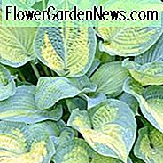 Hosta Paul's Glory, Bunte Wegerich-Lilie, Wegerich-Lilie 'Paul's Glory', Schatten-Stauden, Schattenpflanzen