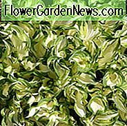 Hosta 'Undulata', Gewellte Wegerich-Lilie, Bunte Gewellte Wegerich-Lilie, Schatten-Stauden, Pflanzen für Schatten, Hosta Undulata var. Albomarginata, Hosta Undulata var. Erromena, Hosta Undulata var. Undulata, Hosta Undulata var. Univittata