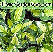 Hosta Whirlwind, Bunte Wegerich Lilie, Wegerich Lilie 'Whirlwind', Schatten Stauden, Pflanzen für den Schatten