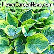 Hosta Wide Brim, Bunte Wegerich Lilie, Wegerich Lilie 'Wide Brim', 'Wide Brim' Hosta, Schatten Stauden, Pflanzen für Schatten, AGM Hosta