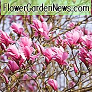 Magnolie 'Galaxy', Galaxy Magnolia, rosa Magnolie, Winterblumen, Frühlingsblumen, rosa Blüten, duftende Bäume, duftende Blüten