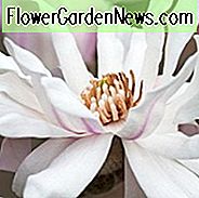 Magnolia stellata 'Centennial', Stern-Magnolie, Stern-Magnolie 'Centennial', weiße Magnolie, Winterblumen, Frühlingsblumen, weiße Blumen, wohlriechende Bäume, wohlriechende Blumen