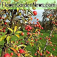 Malus Adirondack, Crabapple Adirondack, Krabbenapfel Adirondack, Malus Bewunderung, Malus Bewunderung, Duftender Baum, rote Früchte, rote Beeren, Winterfrüchte