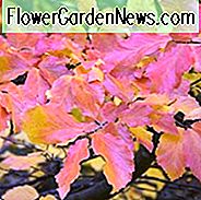 Parrotia persica 'Vanessa', Perser Eisenholz 'Vanessa', Baum mit Herbstfarbe, Herbstfarbe, Attraktiver Baum, Rinde