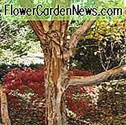 Acer triflorum, Dreiblättriger Ahorn, Baum mit Herbstfarbe, Herbstfarbe, Attraktiver Baumrinde, Peeling Rinde