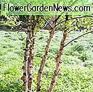 Betula nigra 'Erbe', Fluss Birke 'Erbe', Schwarze Birke 'Erbe', Betula nigra 'Cully', Fluss Birke 'Cully', Baum mit Herbstfarbe, Herbstfarbe, Attraktiver Baumrinde