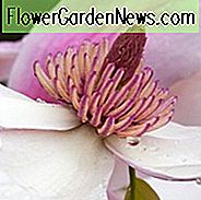 Magnolie 'Daybreak', Daybreak Magnolia, rosa Magnolie, Winterblumen, Frühlingsblumen, rosa Blüten, duftende Bäume, duftende Blumen