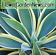 Agave attenuata 'Lichtstrahl', Agave 'Lichtstrahl', Fox Tail Agave 'Lichtstrahl', Bunte Agave,