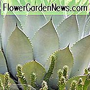 Agave parryi, Artischocken-Agave, Parry's Century Plant