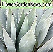 Agave parryi var. huachucensis, Artischocken-Agave, Parrys Jahrhundertpflanze, blaue Agave, graue Agave, Trockentoleranzpflanze