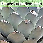 Agave parryi var. truncata, Artischocken-Agave, Parry's Century Plant, blaue Agave, graue Agave, Trockentoleranzpflanze
