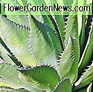 Agave Shawii, Shaw Agave, Century Plant Shaw Agave, Küsten Agave, Grau Agave, Dürre tolerant Pflanze