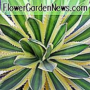 Agave univittata 'Quadricolor', Agave lophantha 'Quadricolor', 'Quadricolor' Agave, bunte Agave, kleine Agave, Quadricolor Century Plant
