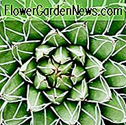 Agave victoriae-reginae, Königin-Victoria-Jahrhundertpflanze, Königliche Agave, Agave Ferdinandi-Regis, Agave scabra × victoriae-reginae, Agave victoriae-reginae f. Longifolia, Agave victoriae-reginae f. longispina, Agave victoriae-reginae var. Nickelsien