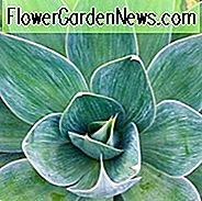 Agave 'Blaue Flamme', 'Blaue Flamme' Agave, Blaue Agave,