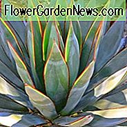 Agave 'Blue Glow', 'Blue Glow' Agave, Blaue Agave,