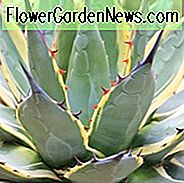 Agave 'Creme Spike', 'Creme Spike' Agave, Agave Parryi Minima Variegata, Agave Applanata 'Creme Spike', Agave Parryi 'Creme Spike', bunte Agave, kleine Agave