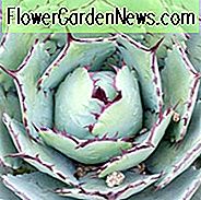 Agave 'Kissho Kan', Agave 'Kichiokan', Lucky Crown Jahrhundertpflanze, Agave potatorum 'Kissho Kan', Agave potatorum 'Variegata', Agave 'Kichi-Jokan', Schmetterlingsagave, blaue Agave, graue Agave, Trockentoleranzpflanze
