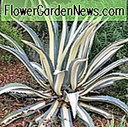Agave Americana 'Mediopicta Alba', Jahrhundertpflanze 'Mediopicta Alba', Amerikanische Aloe, Century Plant, Maguey, Blühende Aloe, Stachelaloe, Variegated agave