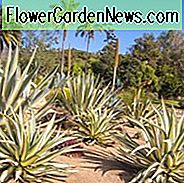 Agave Americana 'Mediopicta Aurea', Jahrhundertpflanze 'Mediopicta Aurea', Amerikanische Aloe, Century Plant, Maguey, Blühende Aloe, Spike Aloe