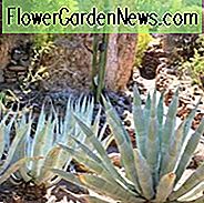 Agave Americana, Amerikanische Aloe, Century Plant, Maguey, Blühende Aloe, Spike Aloe