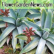 Agave attenuata 'Boutin Blau', Agave 'Boutin Blau', Agave 'Blau Junge', Agave attenuata 'Nova', Fuchsschwanz Agave 'Boutin Blau', Agave attenuata 'Huntington Blau', Blaue Agave,