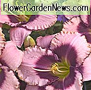 Hemerocallis 'Wagende Täuschung', Taglilie 'Wagende Täuschung', Taglilie 'Wagende Täuschung', 'Gewagte Täuschung' Taglilie, Taglilie, Taglilie, Taglilie, Taglilien, zweifarbige Blüten, zweifarbige Taglilie, zweifarbige Taglilie, Hemerocallidaceae, ausdauernde, pla