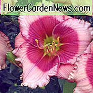 Hemerocallis-Drachenauge, Taglilien-Drachenauge, Taglilien-Drachenauge, Drachenauge-Taglilie, Späte Mittagszeit Taglilie, zweifarbige Taglilien, rosa Taglilie, rosa Lilien, rosa Blumen, rosa Hemerocallis
