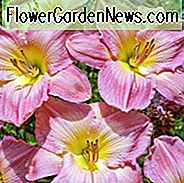 Hemerocallis Französisch Tudor, Taglilie Französisch Tudor, Taglilie Französisch Tudor, Französisch Tudor Daylily, Frühe Midseason Daylily, rosa Taglilien, rosa Daylily, Tag Lilien, rosa Blüten, rosa Hemerocallis
