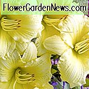 Hemerocallis gehende Bananen, Daylily gehende Bananen, Tageslilie gehende Bananen, gehende Bananen Daylily, Midseason Daylily, gelbe Daylilies, gelbe Daylily, Tageslilien, gelbe Blumen, gelber Hemerocallis