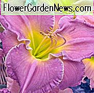 Hemerocallis Advanced Party, Taglilien Advanced Party, Tag Lily Advanced Party, Fortgeschrittene Party Daylily, Sehr frühe Jahreszeit Daylily, rosa Taglilien, rosa Taglilie, Taglilien, rosa Blüten, rosa Hemerocallis