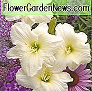 Hemerocallis Joan Senior, Taglilie Joan Senior, Taglilie Joan Senior, Joan Senior Taglilie, frühe Mittagszeit Taglilie, weiße Taglilien, weiße Taglilie, Taglilien, weiße Blüten, weißer Hemerocallis