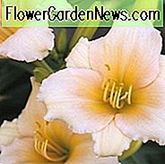 Hemerocallis Mini Perle, Taglilie Mini Perle, Taglilie Mini Perle, Mini Perle Daylily, Reblooming Taglilie, Taglilien, Taglilie, Taglilien, rosa Blüten, rosa Taglilie, rosa Taglilie, rosa Hemerocallis