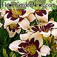 Hemerocallis Moonlit Maskerade, Daylily Moonlit Maskerade, Taglilie Moonlit Maskerade, Moonlit Maskerade Daylily, frühe Zwischensaale Daylily, zweifarbige Taglilien, crean Daylily, Sahne Lilien, Creme Blumen, Creme Hemerocallis