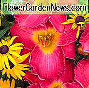 Hemerocallis Meine Wege, Taglilien Meine Wege, Tag Lily Meine Wege, Meine Wege Taglilien, Frühe Mittagszeit Taglilie, Rote Taglilien, Rote Taglilie, Taglilien, Rote Blumen, Rote Hemerocallis