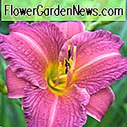 Hemerocallis 'Purpur de Oro', Taglilie 'Purpur de Oro', Taglilie 'Purpur de Oro', 'Purpur de Oro' Taglilie, Taglilien, Tageslilien, Taglilien, Purpurblüten, Purpurblüten, Purpurblütige Taglilie, Hemerocallidaceae, Staude, Pflanze