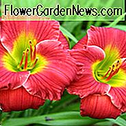Hemerocallis rote heiße Rückkehr, Daylily rote heiße Rückkehr, Tageslilie rote heiße Rückkehr, rote heiße Rückkehr Daylily, frühe Midseason Daylily, rote Daylilies, rote Daylily, Tageslilien, rote Blumen, roter Hemerocallis