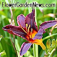 Hemerocallis 'Africa', Daylily 'Africa', Taglilie 'Africa', 'Africa' Taglilie, Late Midseason Daylily, schwarze Taglilien, Black Daylily, Taglilien, Black flowers, Black Hemerocallis
