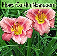 Hemerocallis 'Rosy Returns', Taglilie 'Rosy Returns', Taglilie 'Rosy Returns', 'Rosy Returns' Taglilie, Taglilien, Reblooming Taglilie, Reblooming Taglilien, Taglilie, Taglilien, rosa Blüten, rosa Taglilie, Pinkdaylily, Hemerocallidaceae, Staude, Pflanze