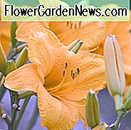 Hemerocallis Spellbinder, Daylily Spellbinder, Taglilie Spellbinder, Spellbinder Daylily, Späte Midseason Daylily, orange Taglilien, orange Daylily, Taglilien, orange Blumen, orange Hemerocallis