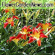 Hemerocallis 'All American Chief', Taglilie 'All American Chief', Taglilie 'All American Chief', 'All American Chief' Taglilie, Vormittage Daylily, rote Taglilien, rote Taglilie, Taglilien, rote Blüten, rote Hemerocallis