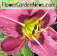 Hemerocallis Immer Nachmittag, Taglilie Immer Nachmittag, Taglilie Immer Nachmittag, Immer Nachmittag Daylily, Reblooming Taglilie, Taglilien, Taglilie, Taglilien, Lila Blüten, Lila Taglilie, Lila Taglilie, Lila Hemerocallis