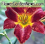 Hemerocallis Anzac, Taglilie Anzac, Taglilie Anzac, Anzac Taglilie, Mittagszeit Taglilie, rote Taglilien, rote Taglilie, Taglilien, rote Blüten, rote Hemerocallis