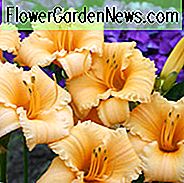 Hemerocallis Aprikose Sparkles, Daylily Aprikose Sparkles, Taglilie Aprikose Sparkles, Aprikose Sparkles Daylily, Reblooming Daylily, Taglilien, Daylily, Tag Lilien, Aprikosenblüten, Aprikose Taglilie, Aprikose Daylily